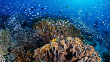 Currently, just 15% of the world’s land and 7% of the ocean has some degree of protection